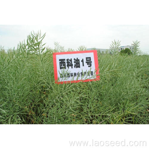 High-quality Rapeseed Natural Rape seed